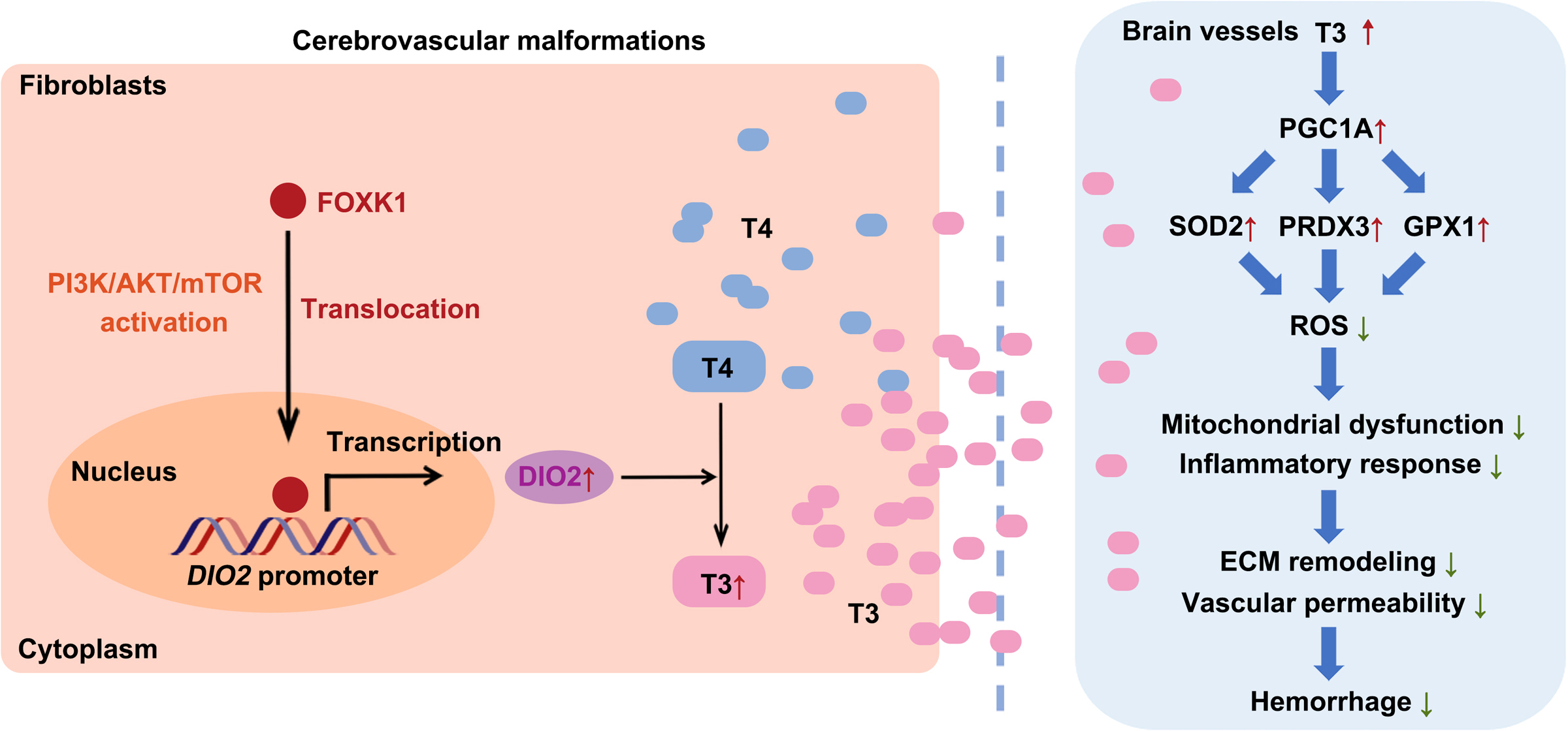 Cerebrovascular Malformations